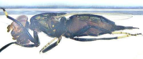 Réf. 328 232 : Physiphora alceae